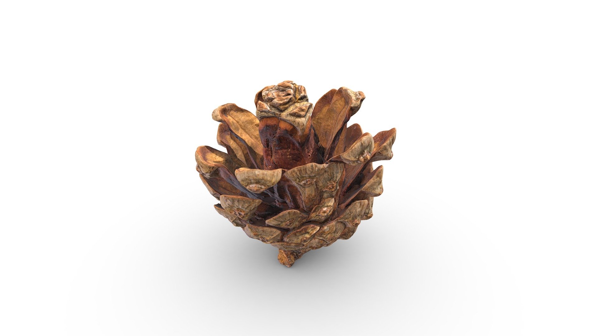 Pine Cone - 3D model by RawCatalog.com (@rawcatalog) [b52786b] - Sketchfab