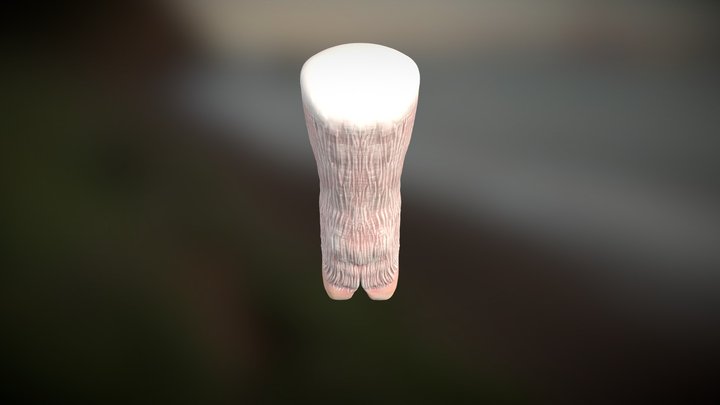 Fully Trimmed Pig Hoof 3D Model
