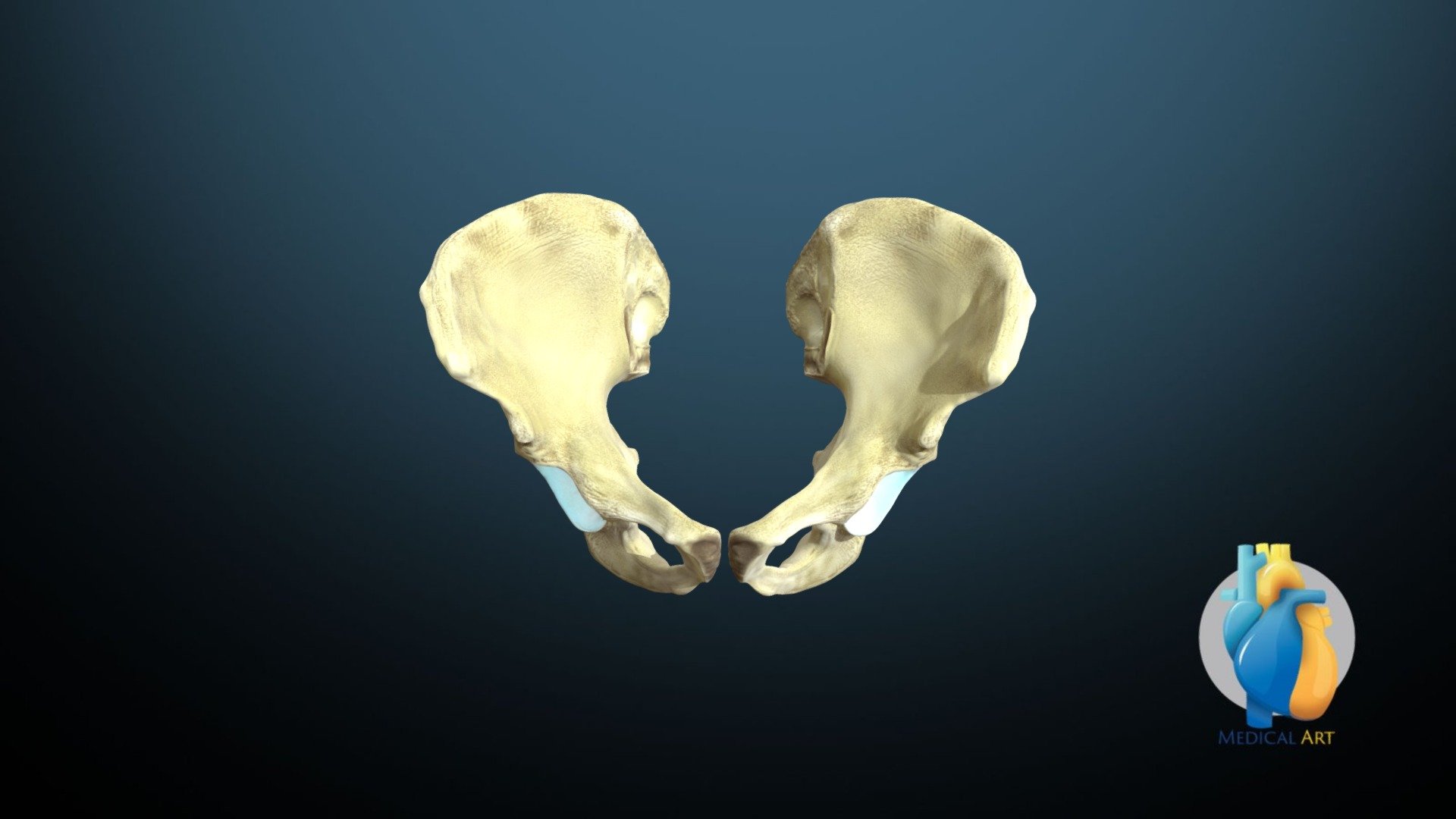 Male hip bones (innominates) - 3D model by Catherine Sulzmann ...