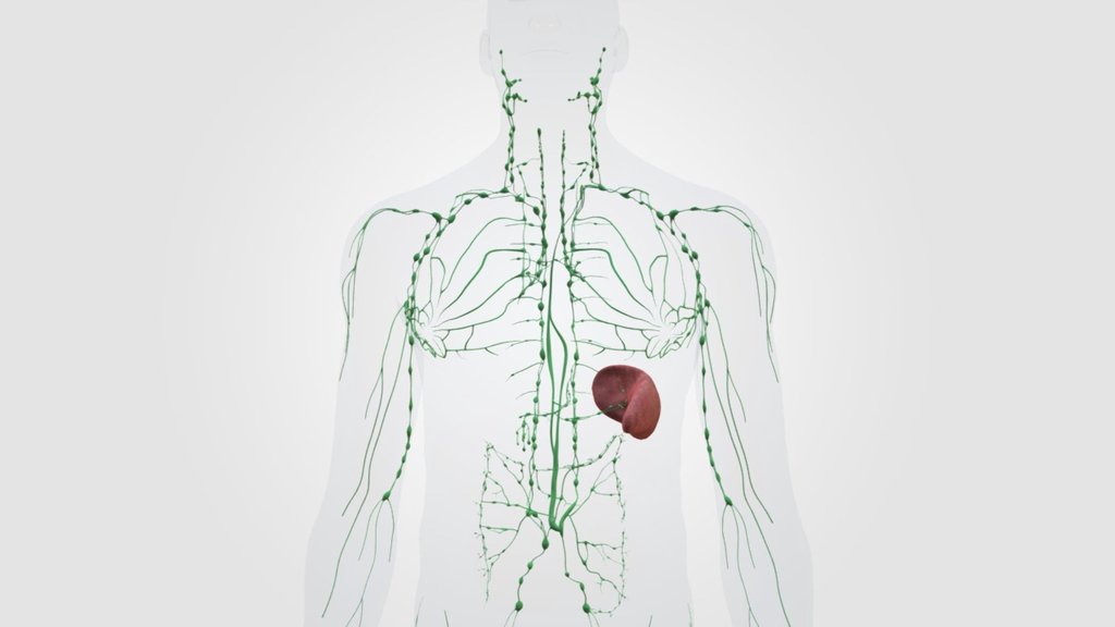 Lymphatisches System — Sketchfab embed 3D viewer