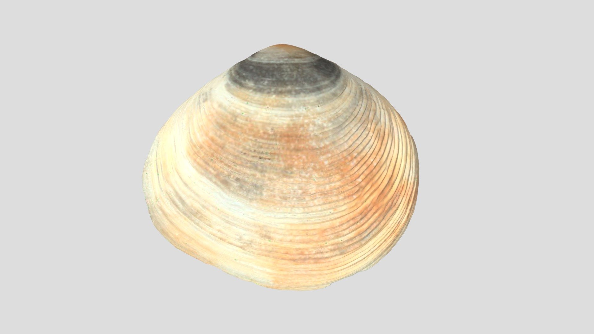 モチヅキザラ / Remies Tellin - 3D model by tiganeh-workroom [b53d6ff] - Sketchfab