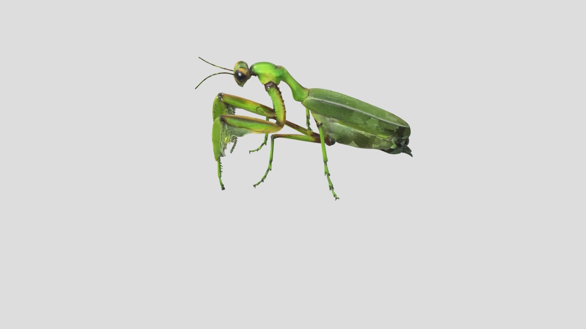 Praying Mantis - 3D model by geckoguyrc [b53e369] - Sketchfab