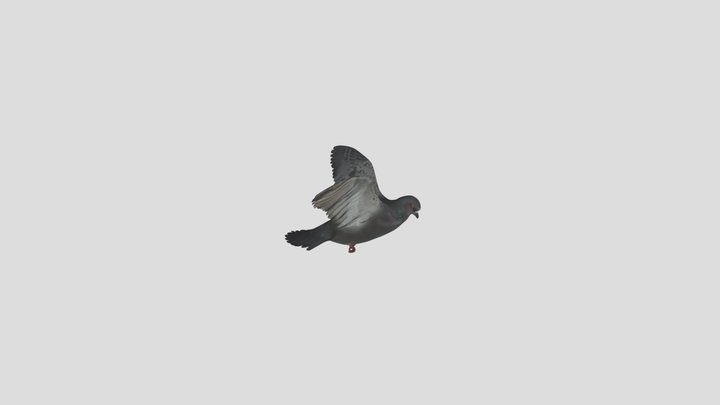 Свободная 3д модель голубя со скилетом 3D Model
