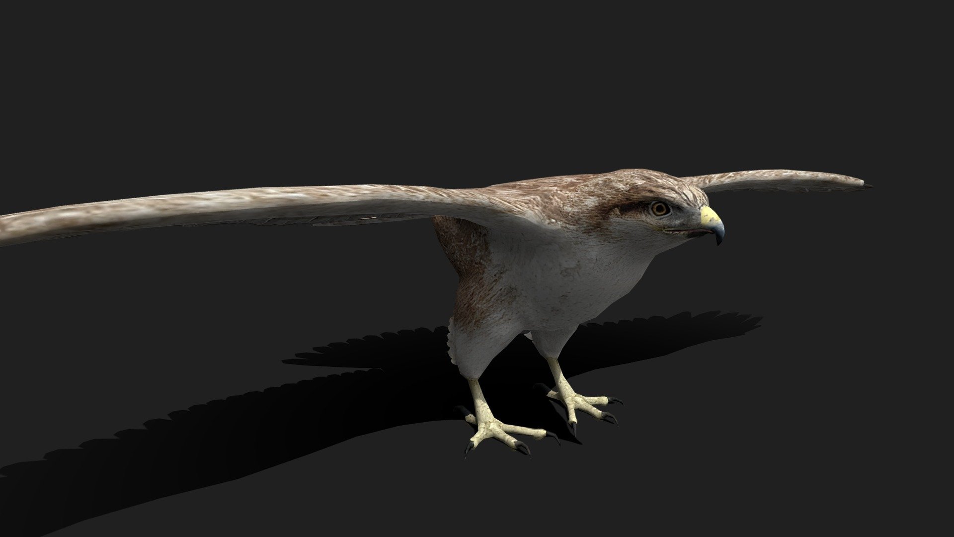 Realistic Hawk 3D Model - 3D model by WildMesh 3D (@WildMesh_3D ...