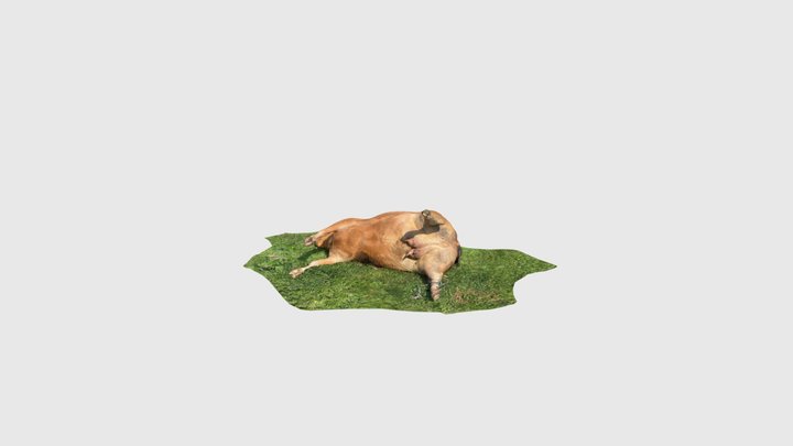 Lazy cow 3D Model