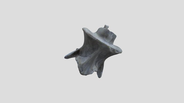 Axial-skeleton 3D models - Sketchfab