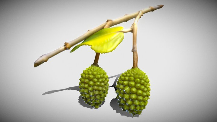 Guazuma Ulmifolia – Modello 3D gratuito STL