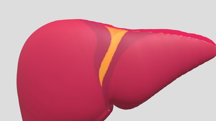 liver 3D Model