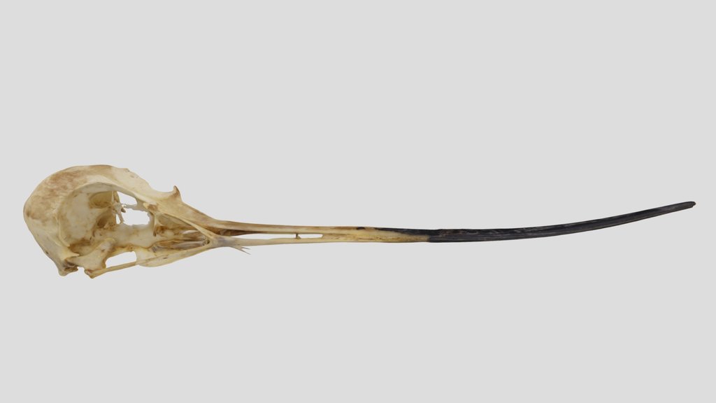 UWYMV:Bird:5961, Recurvirostra americana, Crania