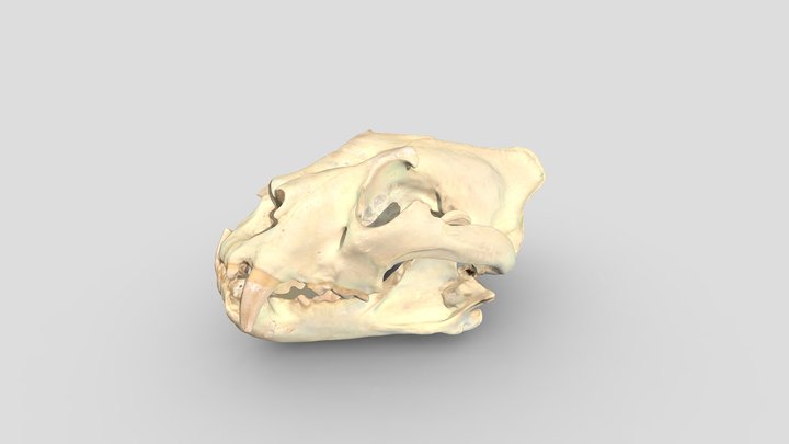Panther sp. Koponya/skull 3D Model