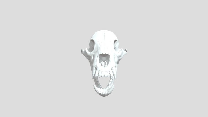 bear skull final 3D Model