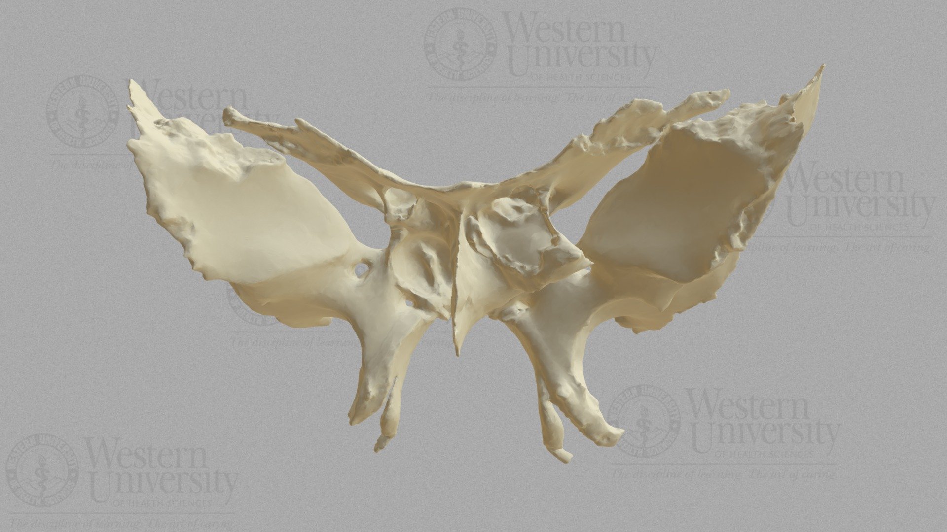 300004 Human Sphenoid - 3D model by WesternU3D [b5513dc] - Sketchfab