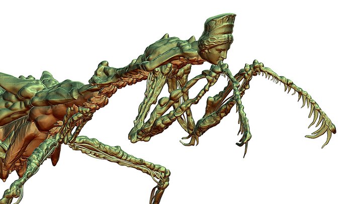 Lactating Insect 3D Model