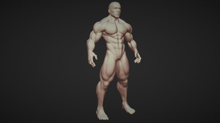 Male Anatomy 3D Model
