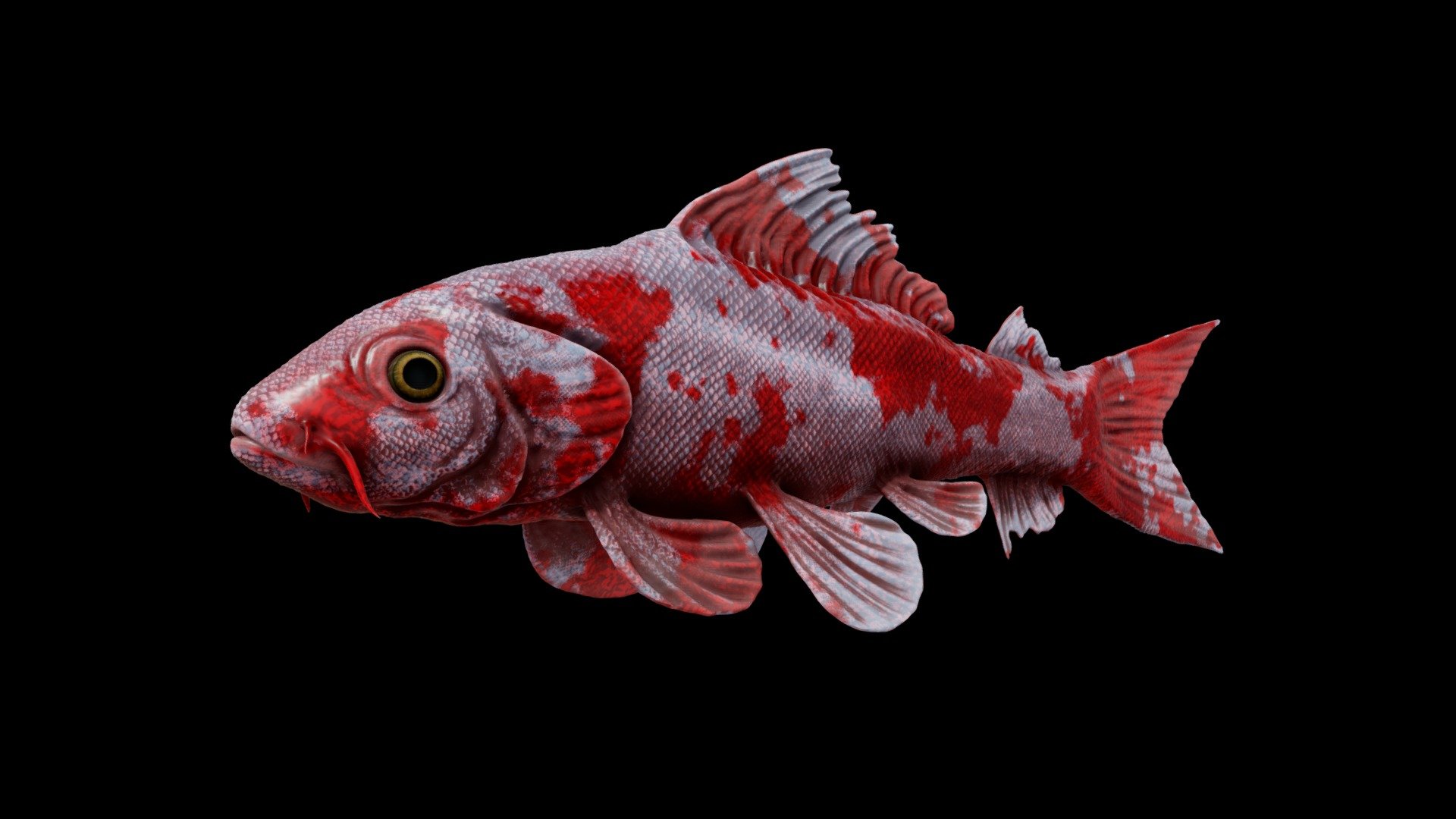 Fish - Download Free 3D model by local.yany [b5686a8] - Sketchfab