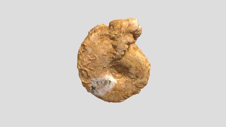 BRSUG 13487 Procerites twinhoensis 3D Model