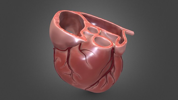 Heart Anatomy_C 3D Model