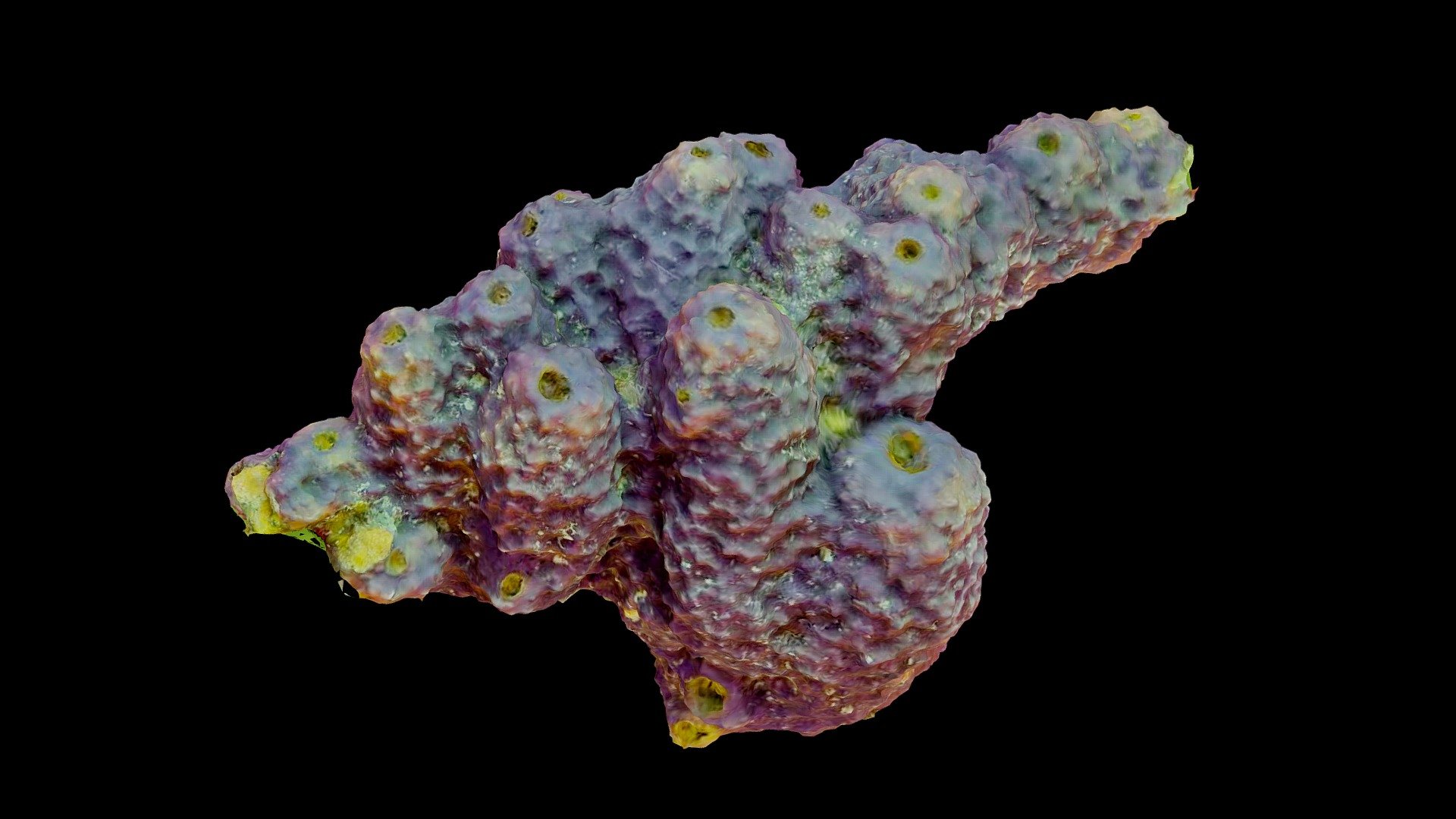 #15: Aiolochroia crassa