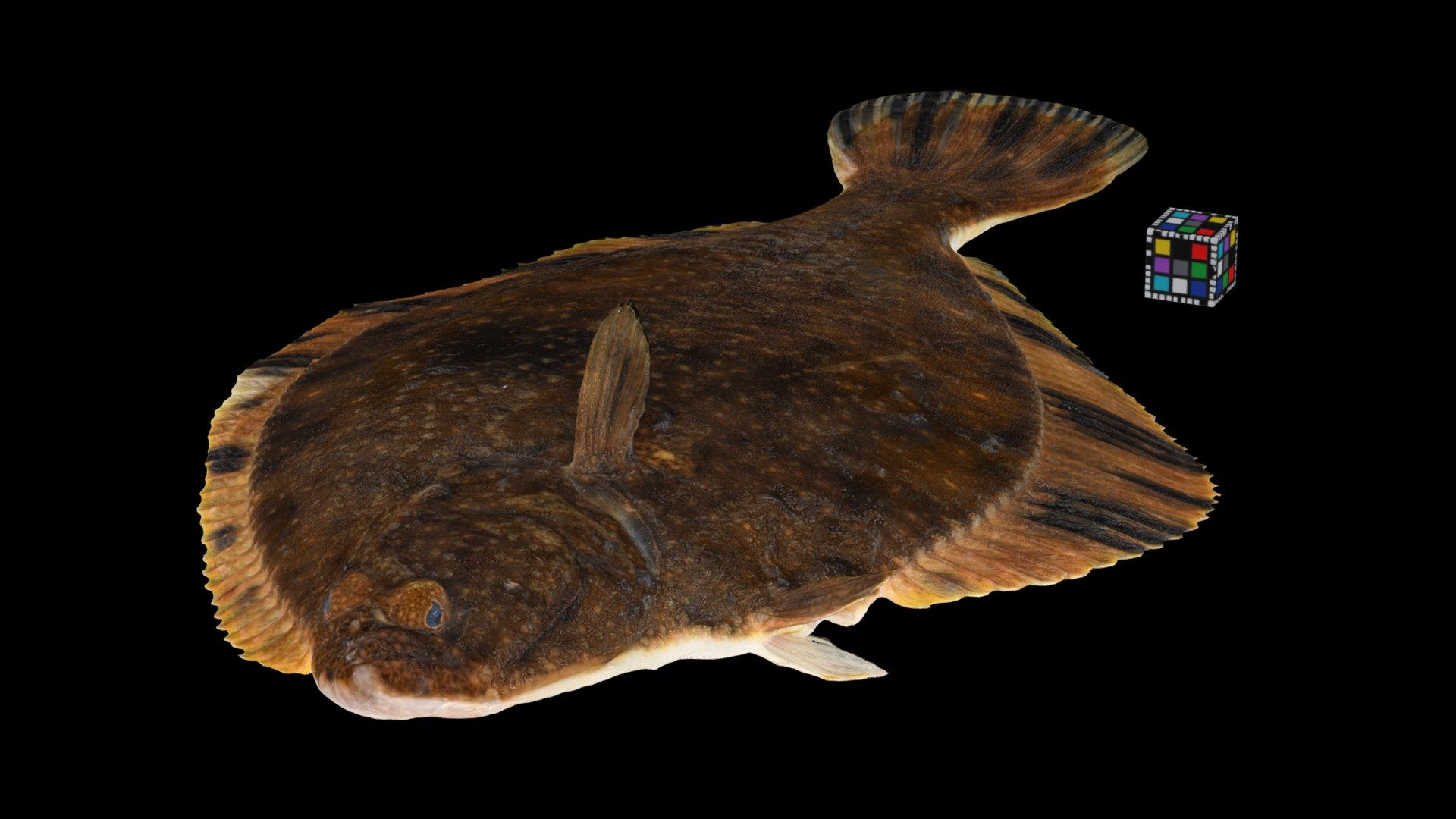ヌマガレイ Starry Flounder, Platichthys stellatus