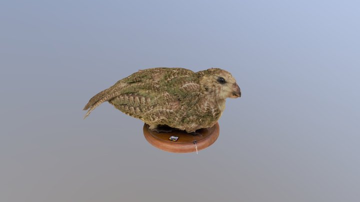 Kakapo: Owl Parrot 3D Model