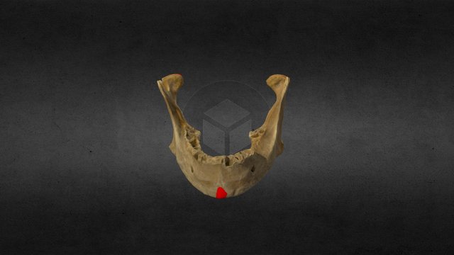 Jaw Bone (Teethless) 3D Model
