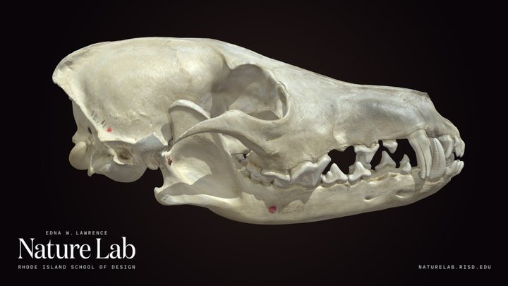 Coyote Skull