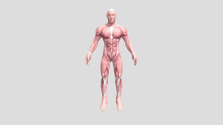 Modelo retopología 3D Model