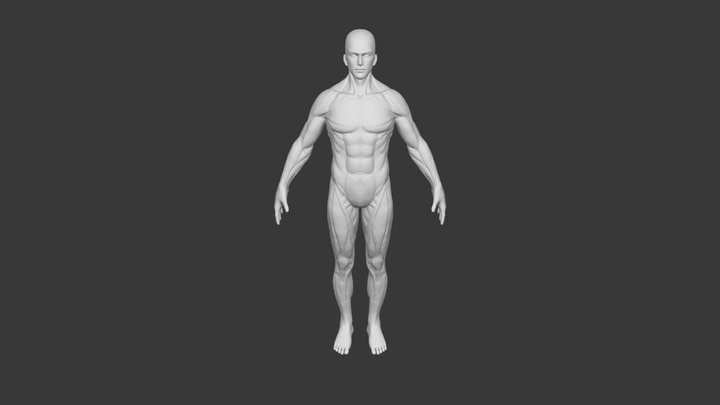 man muscle human body 3D Model