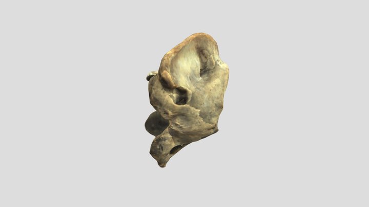 Equus caballus (domestic horse) - atlas 3D Model