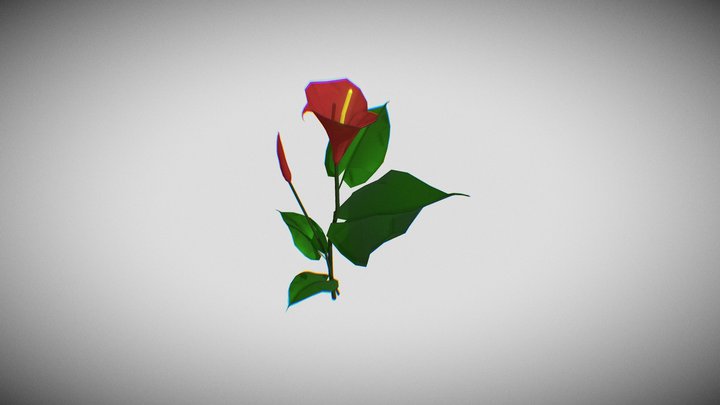 Low Poly Calla Lily Flower 3D Model