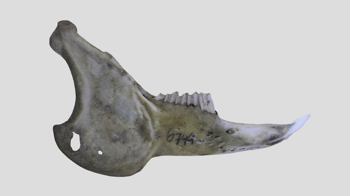 UWYMV:Mamm:6749, B. idahoensis, Right Mandible – Free 3D Model STL