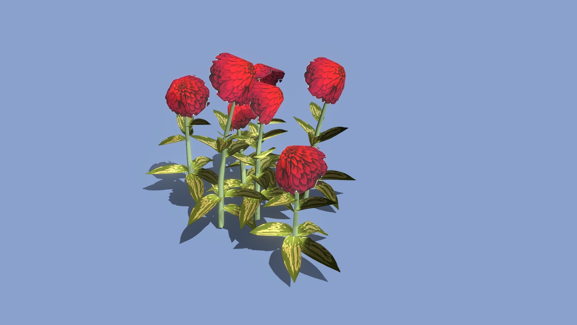 33 Zinnia Lilliput Dark Ruby