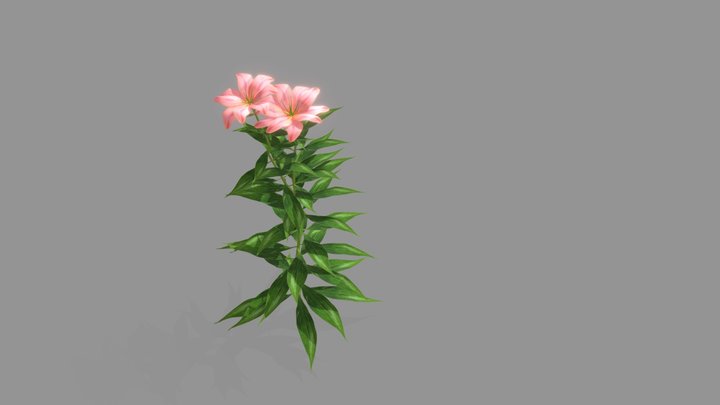 lily flower 3D Model