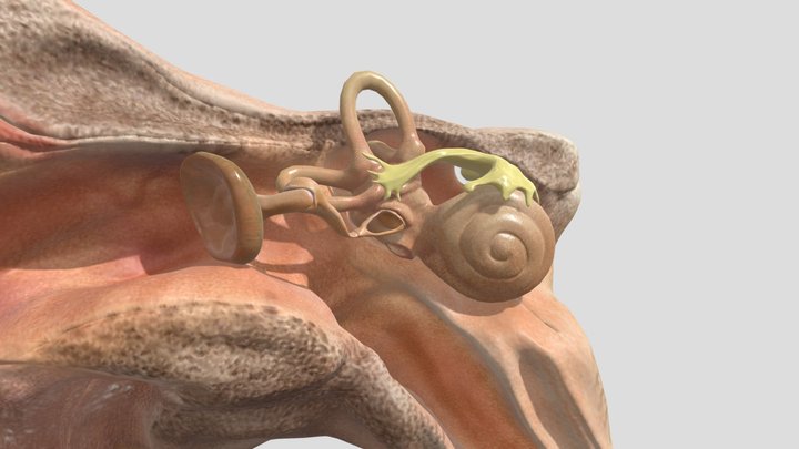 Inner Ear 3D Model