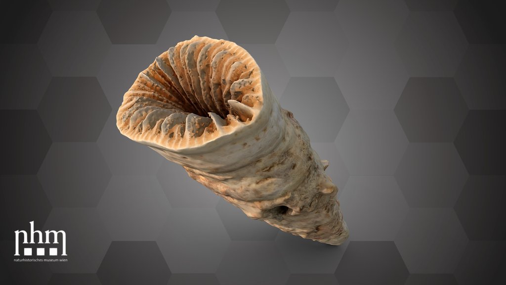 Solitary cup coral (NHMW-ZOO-EV-0008199)