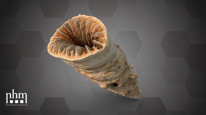 Solitary cup coral (NHMW-ZOO-EV-0008199) – Gratis 3D-model STL