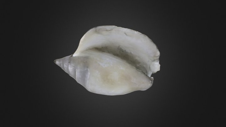 Gastropod: Lobatus leidyi (adult) (PRI 76754) – Gratis 3D-model STL