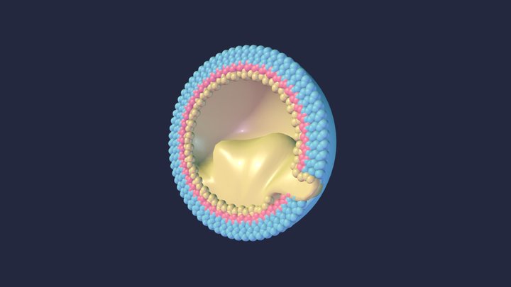 frog gastrula 3D Model