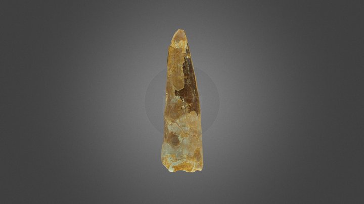 FT_SpinosaurusToothFossil_20250801 3D Model
