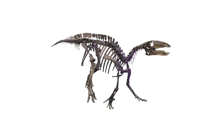 ไดโนเสาร์5 3D Model