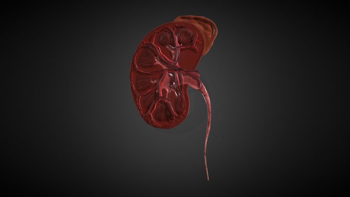 Kidney Cross-section 3D Model