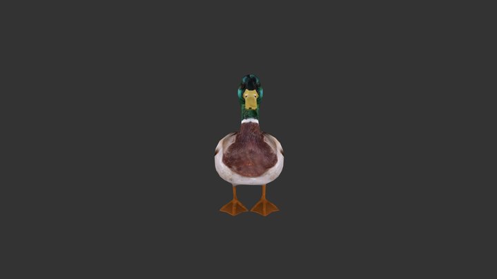 Duck Conga 3D Model