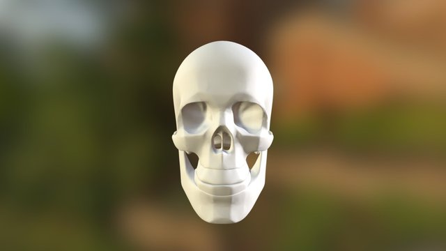 Cráneo Maniquí Síntesis 3D Model