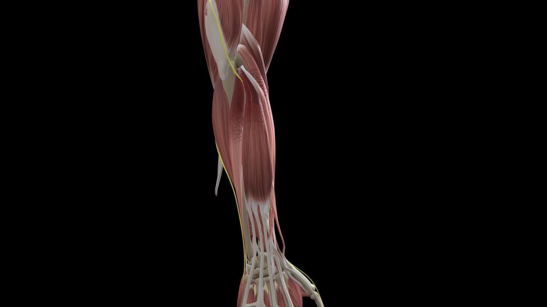 Lateral Epicondylitis (Tennis Elbow) - 3D Model By Znyth Technologies ...