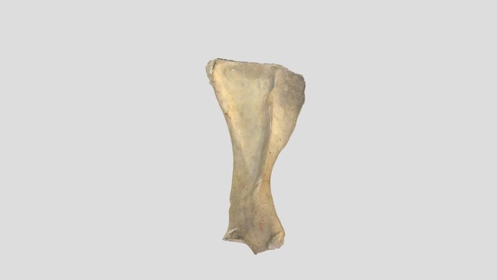 Horse Scapula 3D Model