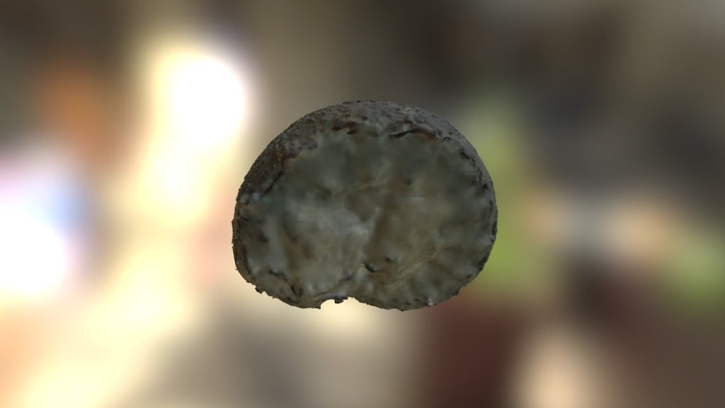 Amonite fossil