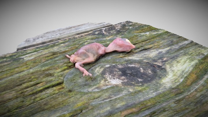 dead animal series: baby sparrow 2 3D Model