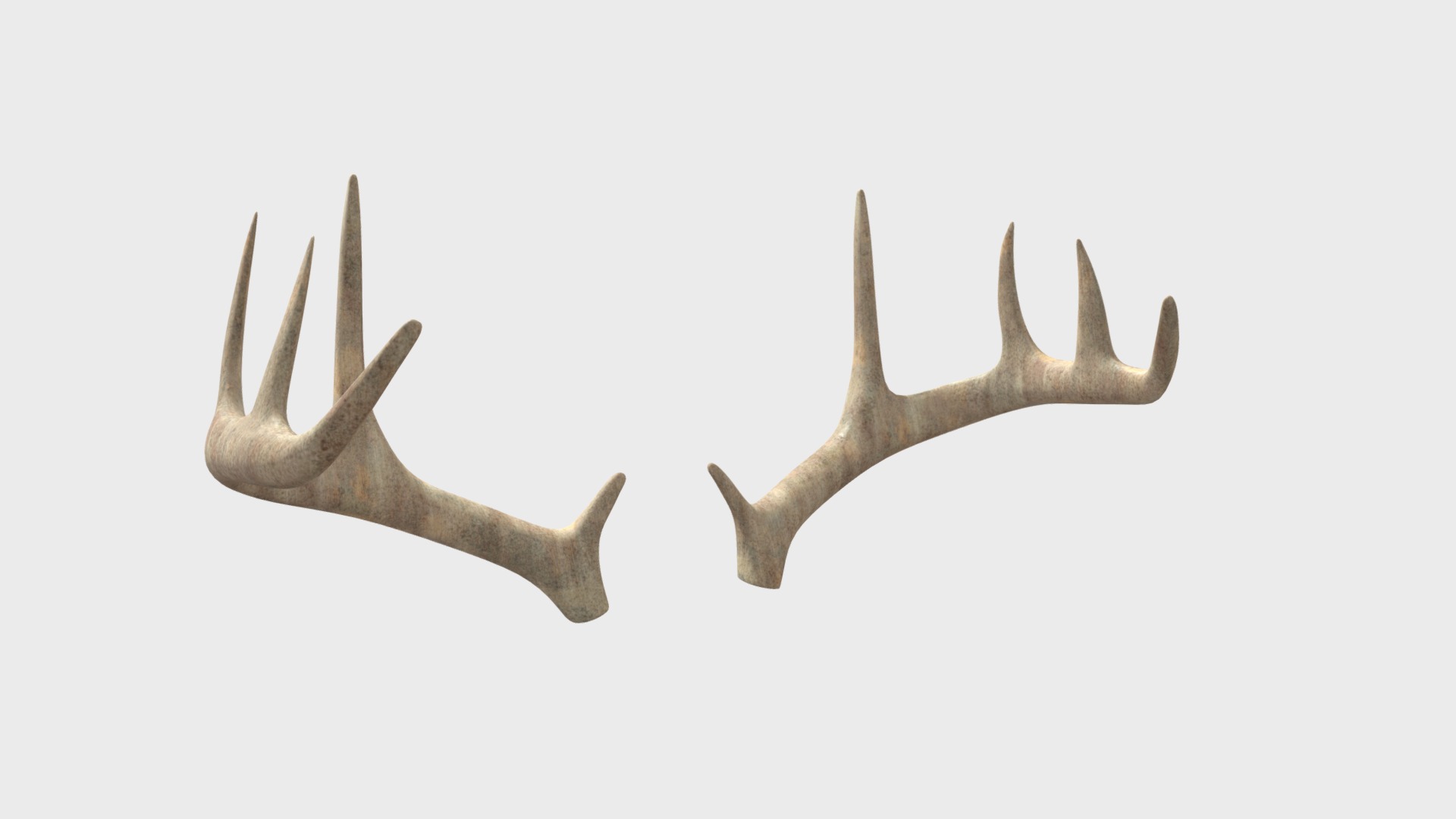 3D model Antlers - This is a 3D model of the Antlers. The 3D model is about a pair of white rabbits.