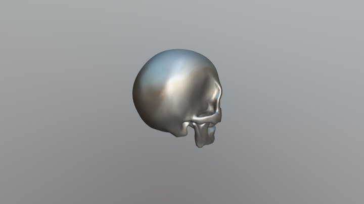 human skull 3D Model