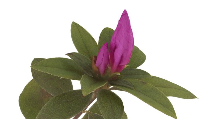 Azalea "George L.Taber" Southern Indica 3D Model